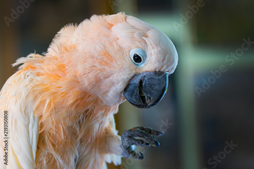 Картината върху платно Close-up portrait of a beautiful pale peach parrot with a large black beak and expressive blue-rimmed eye, perched indoors against a soft blurred background