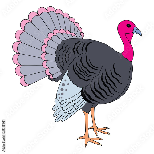 Wild turkey bird vector illustration, colorful farm animal with fanned tail feathers, isolated poultry mascot for thanksgiving and autumn harvest designs