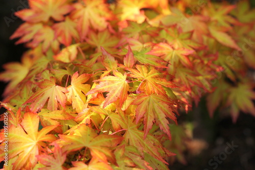 Acer palmatum 'Orange Dream' Japanese Maple