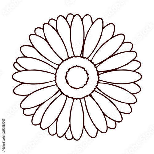 Blooming Gerbera Daisy Flower Line Art Vector Illustration Isolated on White Background
