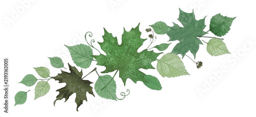 фотографія A symmetrical and organic assemblage of verdant maple and serrated birch foliag