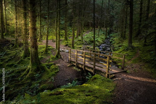 Cuadro en lienzo A footbridge over Comb Gill in the Whinlatter Forest, Lake District, Cumbria, En