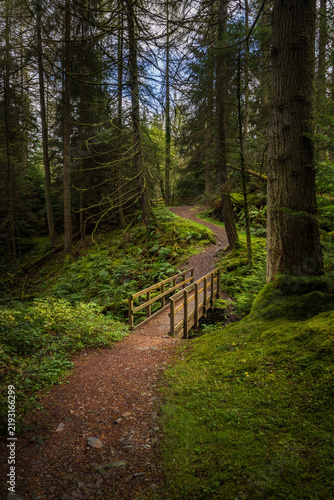 Foto A footbridge over Comb Gill in the Whinlatter Forest, Lake District, Cumbria, En