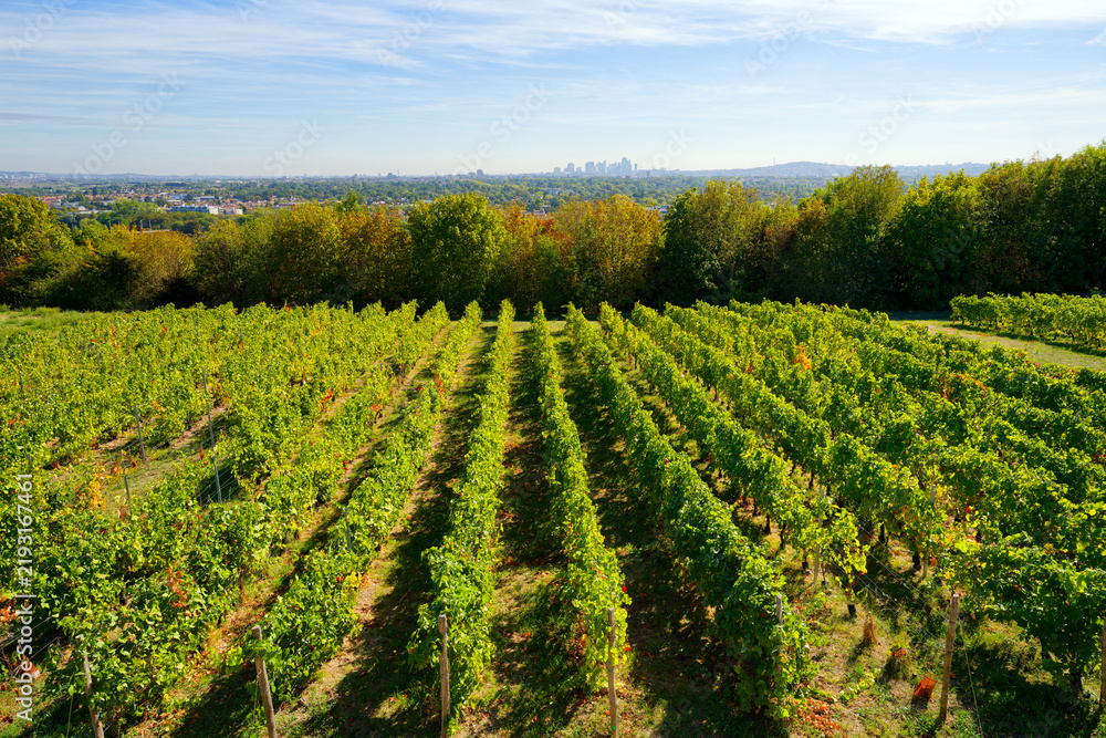 Obraz premium Saint-Germain-en-Laye vineyard in Île-de-France region