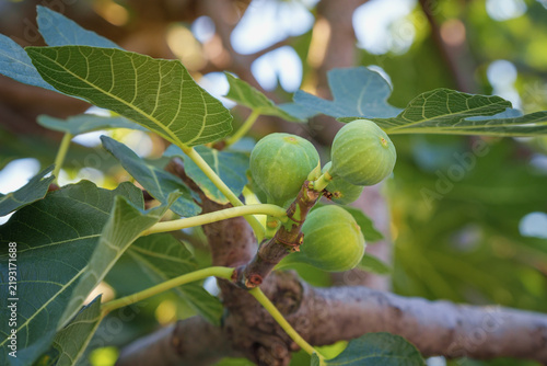 Branch of fig tree with green leaves and fruit. Ficus carica