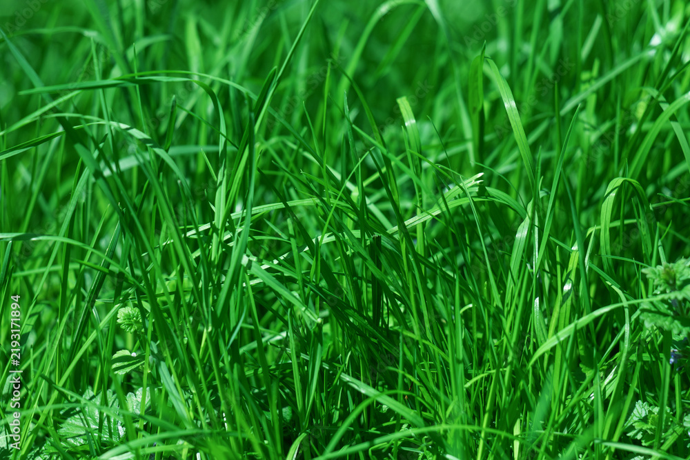 Obraz premium Lush Green Grass Field Closeup With Bright Blades For Natural Outdoor Background