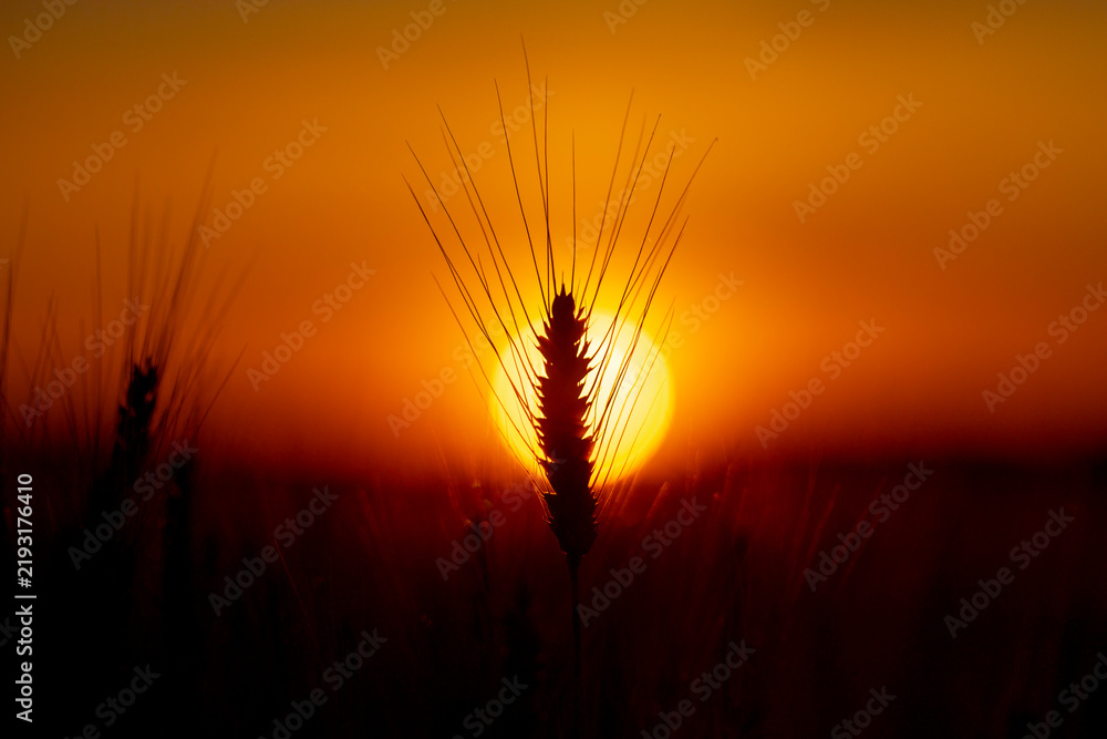 Obraz premium Wheat ear in golden light. Wheat spike at sunset. Green wheat with awn. Young wheat in field.