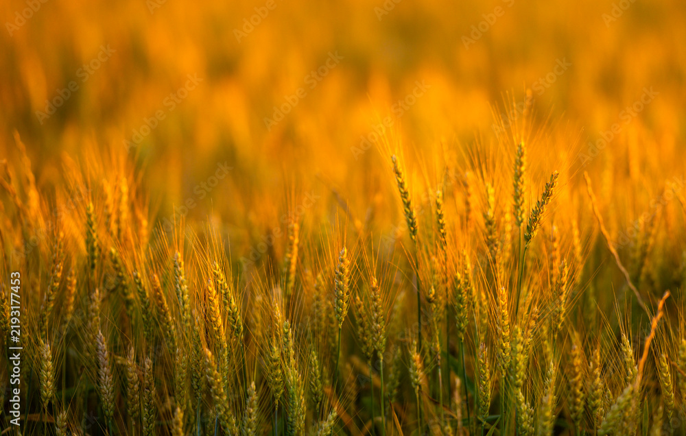 Obraz premium Wheat grows across farmland. Wheat ear faces sunlight. Golden wheat enriches landscape. Rural wheat fills frame.