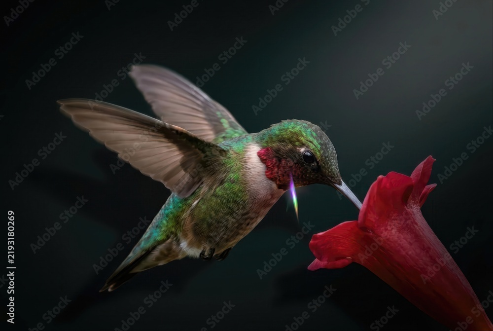 Fototapeta premium Hummingbird feeding from a red flower in dramatic dark light
