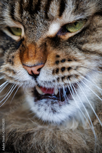 Fotografie Macro portrait of a hissing furry Maine Coon cat with open mouth and sharp fangs