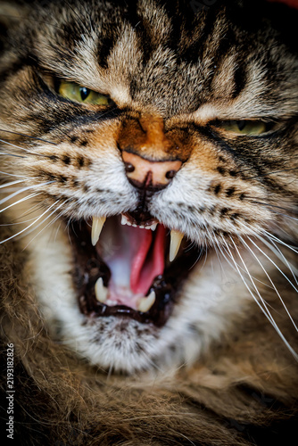 Photography Macro portrait of a hissing furry Maine Coon cat with open mouth and sharp fangs