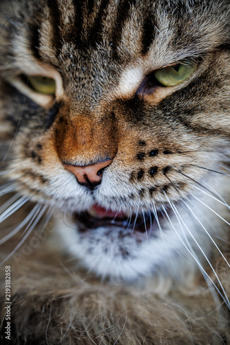 Obraz na płótnie Macro portrait of a hissing furry Maine Coon cat with open mouth and sharp fangs