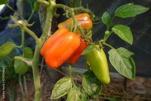 Ripening pepper-shaped tomatoes growing on a green plant in a home garden, showing stages of fruit development