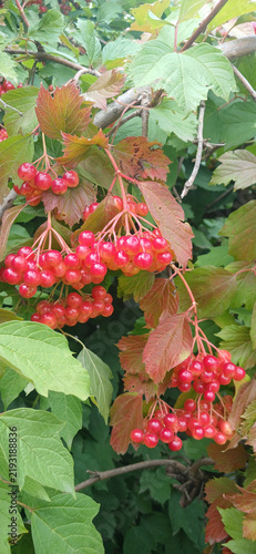 Foto Red viburnum opulus berries on branches with autumn colorful leaves