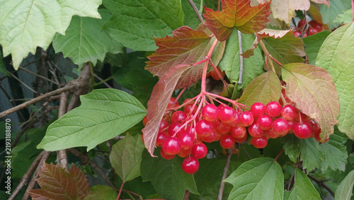 Fotografía Red viburnum opulus berries on branches with autumn colorful leaves