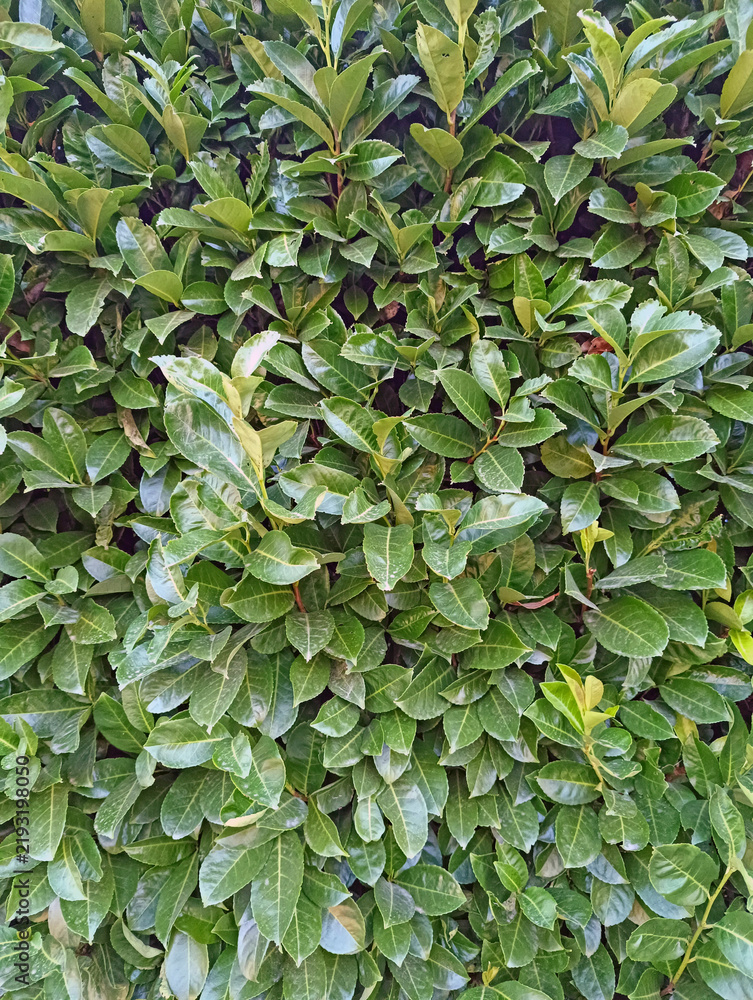 Obraz premium Feuillage vert dense de haie de laurier-Cerise (Prunus Laurocerasus)