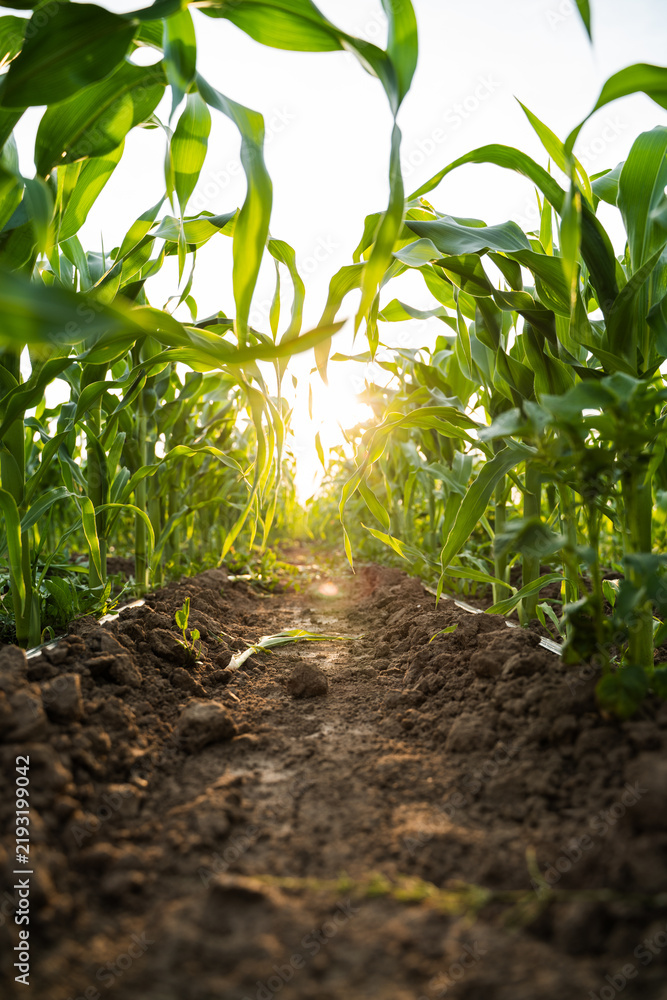 Obraz premium Corn field path with vibrant green crops growing in fertile soil under warm summer sunlight