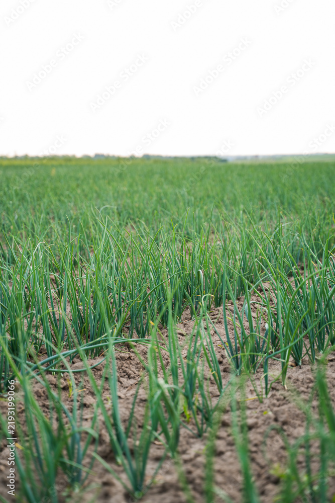 Obraz premium Green onion plants growing in rows on agricultural field under bright sky, farming vegetables