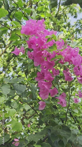 Blooming tropical shrub with pink flowers swaying in the wind. Bougainvillea. Slow-motion.