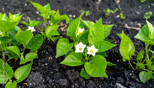 Fresh green water spinach plants with small white flowers growing in soil