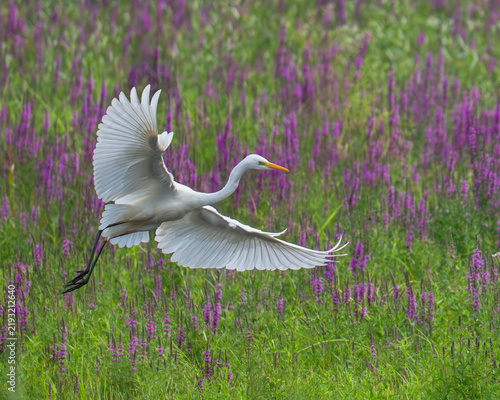 Fotografie Czapla biała, Ardea alba