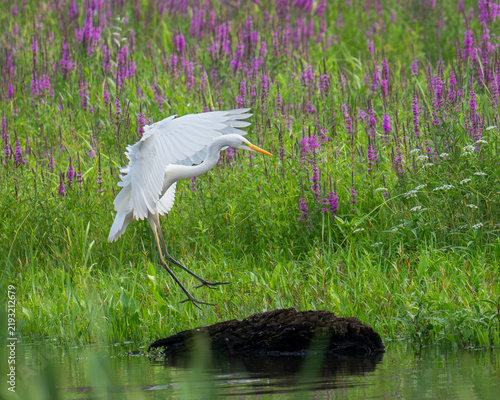 Obraz na plátně Czapla biała, Ardea alba