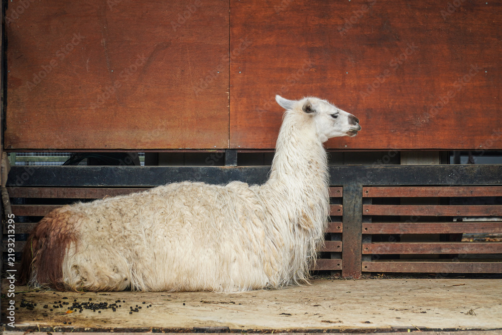 Obraz premium A calm white llama rests on a wooden platform beside a rustic wooden fence, its thick fleece contrasting with the warm tones of the background, capturing a quiet moment in a farm or ranch setting.