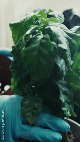 Transplanting Coffee Plant into Pot