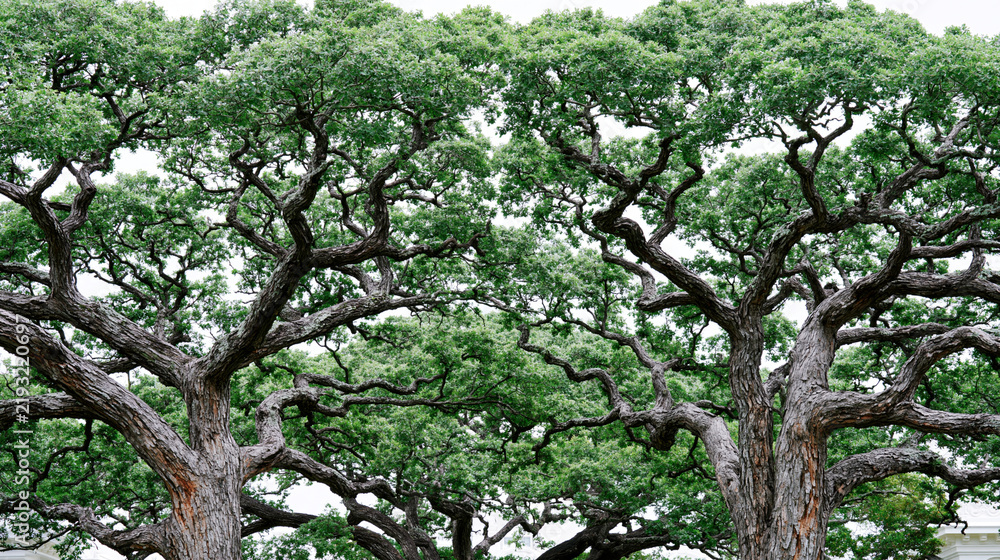 Fototapeta premium Large spreading canopy of a mature green tree with branches woodland environment