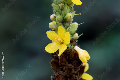 Fotografía Great Mullein (Verbascum thapsus).