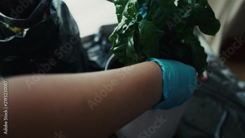 Hands in blue gloves repotting coffee tree