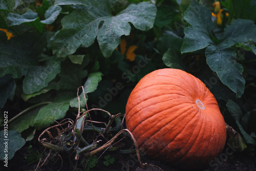 Ripe orange pumpkin growing on vine bed in autumn garden
