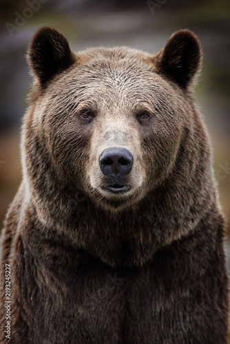 Powerful brown bear in Scandinavian wilderness close-up