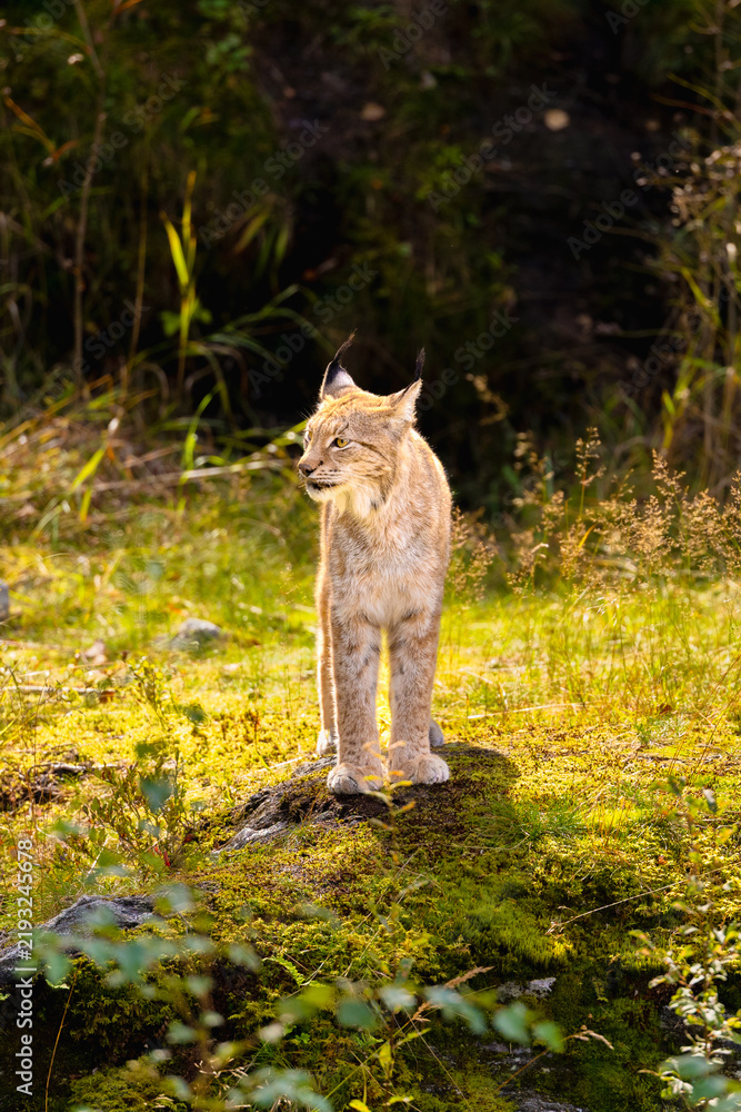 Obraz premium Alert Eurasian lynx standing on mossy rock in sunlit Scandinavian forest