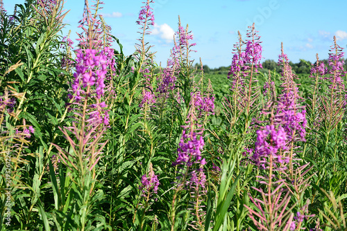 Fotografie Blooming Epilobium Flowers in a Meadow, Chamaenerion angustifolium
