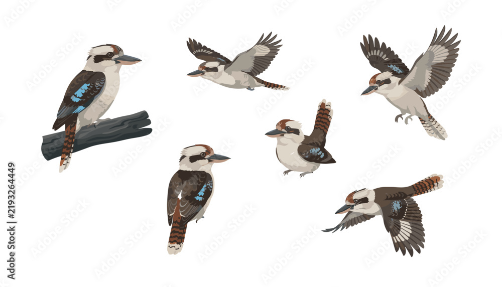 Obraz premium Laughing kookaburra bird set in perched and flying poses . Australian kingfisher illustrations, wildlife nature graphic design elements .