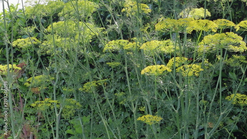 Finocchio selvatico Foeniculum vulgare