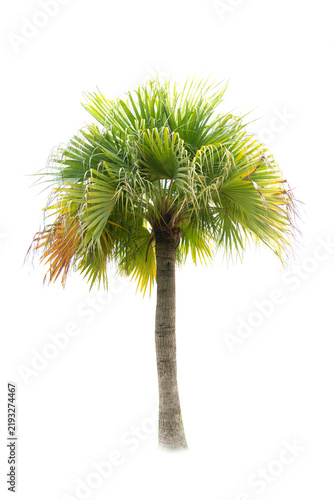Betel palm tree ,Palm tree ,a green leaf isolation for summer background ,relax and vacation holiday summer concept
