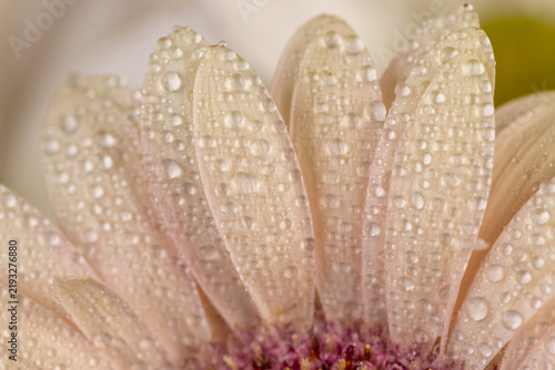 Foto Beige gerbera daisy with water drops macro, close up of a soft cream gerbera flo