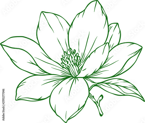 Hand Drawn Magnolia Flower and Botanical Line Art