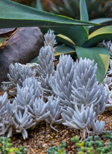 Фотография Close-up shot of Cocoon Plant (Senecio haworthii) with silvery-white cylindrical