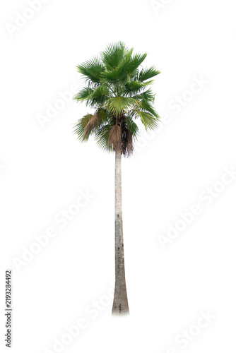 Betel palm tree ,Palm tree ,a green leaf isolation for summer background ,relax and vacation holiday summer concept
