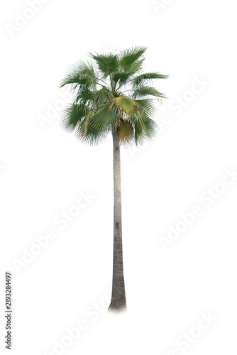 Betel palm tree ,Palm tree ,a green leaf isolation for summer background ,relax and vacation holiday summer concept
