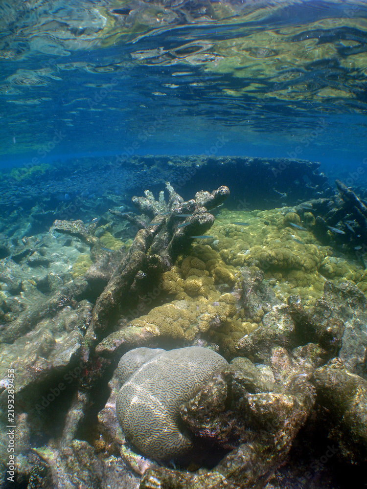 Obraz premium Shallow Coral Reef in the Crystal Clear Caribbean Sea