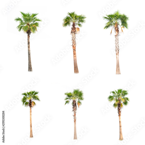 Betel palm tree ,Palm tree ,a green leaf isolation for summer background ,relax and vacation holiday summer concept
