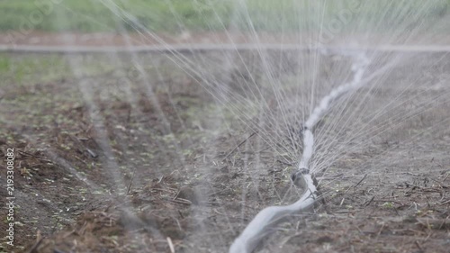 Sprinkler irrigation spraying water over a dry agricultural field with sparse green crops. Moisture supply.
