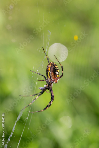 Obraz na płótnie Wasp spider Argiope bruennichi hanging on cobweb macro close up nature backgroun