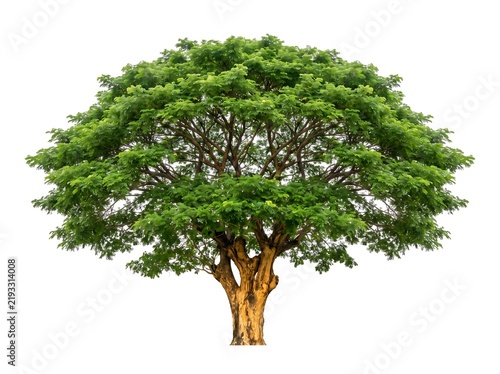 A majestic, full-grown tree with a lush green canopy and a thick, sturdy trunk, isolated on a clean white background. Its branches spread wide, creating a beautiful natural silhouette