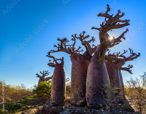 фотографія Baobab Trees (Adansonia grandidieri) in the Mikea Forest of Southwest Madagascar