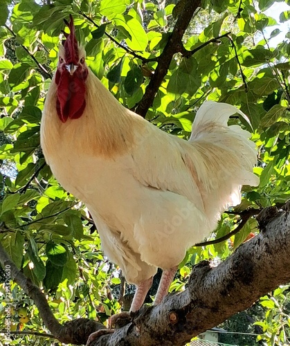 Plakat Hahn im Baum